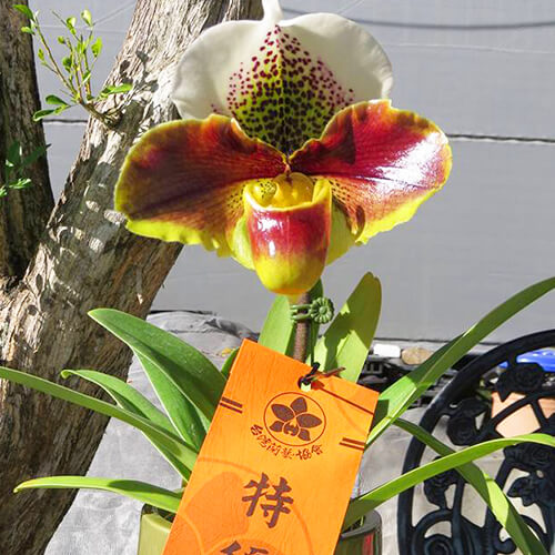 可可金鞋蘭場 COCOA ORCHID FARM