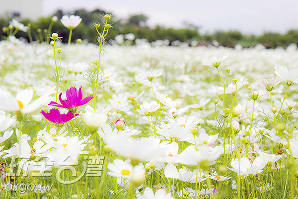 白波斯菊花海/玩全台湾旅游网特约记者陈嘉慧摄