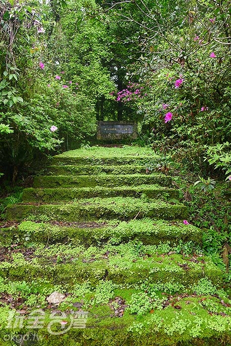 苔藓石阶两旁开著山杜鹃,走在上头就像走在绿地毯上/玩全台湾旅游网