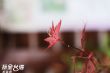 花草寫真 花草寫真