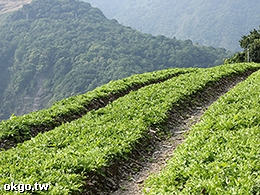 晏廷歐亞農場-晏廷歐亞農場-高山農場