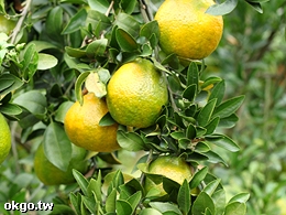 �w����{�x���F�ա�宝���D�ĪG��