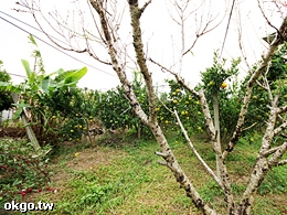 台中東勢∼宝樹園.採果樂-宝樹園.採果樂