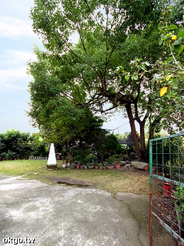 台中東勢∼宝樹園.採果樂-宝樹園.採果樂