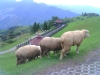 如意自由行•Easy Go台灣旅遊包車