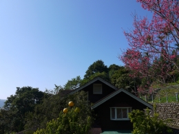 台中東勢日光山林民宿-日光山林民宿窗外櫻花