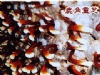 埔里鹿角靈芝