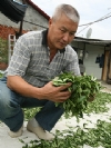 彤冠茶廠