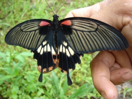 �T�������a���J-�ͺA�餺���j��