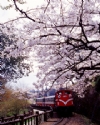 阿里山住宿•大峰渡假山莊