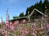 拉拉山民宿-水蜜桃果園採果住宿資訊-桃花源農莊