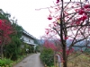 南庄民宿•八重櫻休閒民宿