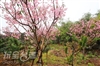 麗山櫻花農園‧台北淡水農園樹木買賣‧樹木移植‧有機蔬菜