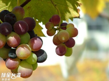 丰丘葡萄观光果园 南投景点 玩全台湾旅游网