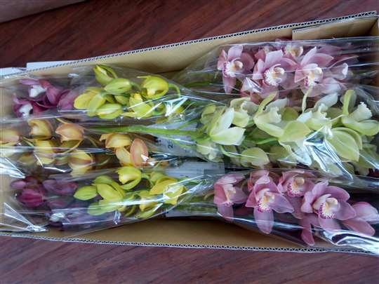 虎頭蘭花卉禮盒