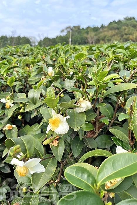 照片來源：阿湖與阿釵　10/17