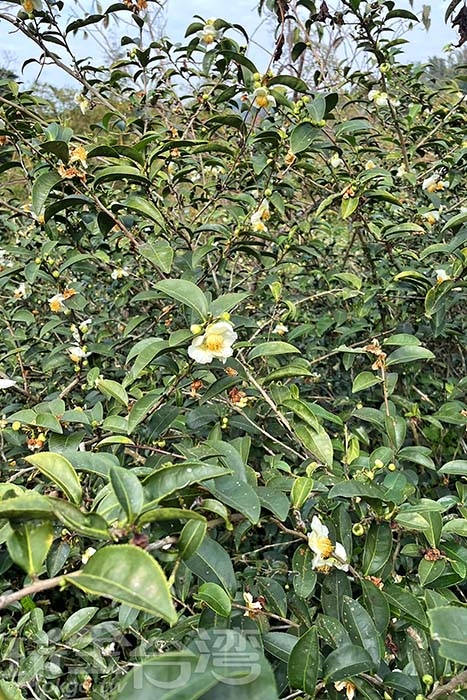 照片來源：阿湖與阿釵　14/17