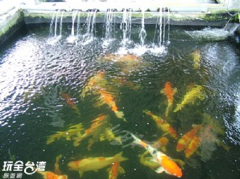 欣昌金錦鯉魚園