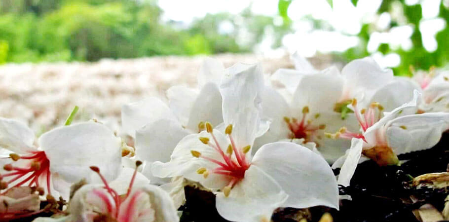 苗栗南庄‧南庄包棟 蓬萊仙境渡假村‧鄉野民宿