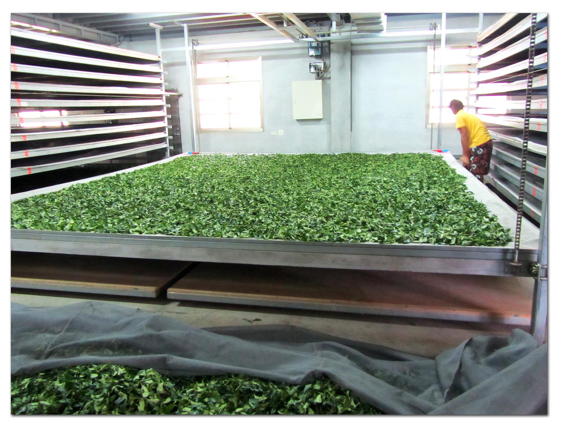 藝軒茶業(合歡山高冷茶)