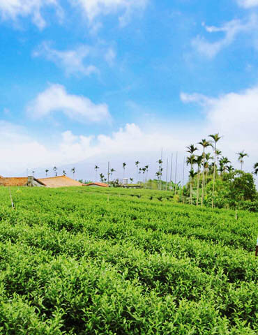 謝家茗茶～鹿谷凍頂烏龍茶