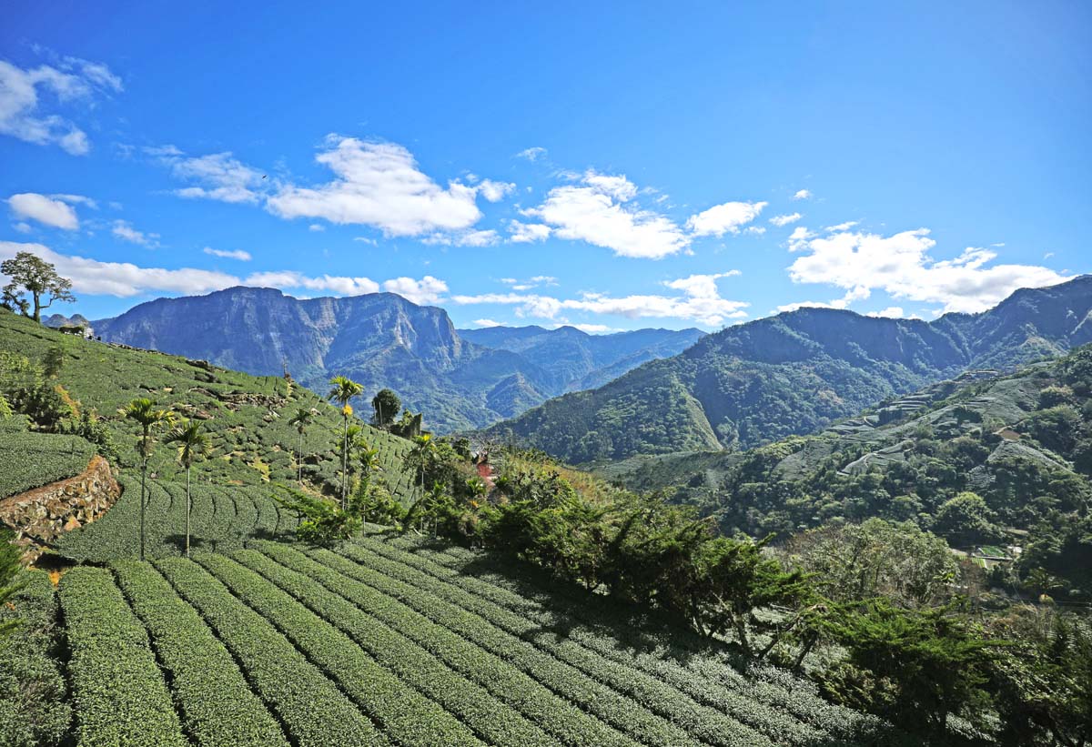 阿里山‧老村長露營區周邊環境