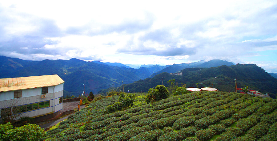 阿里山 頂石棹茗苑民宿