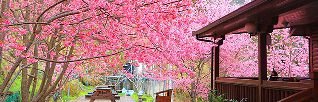 三月櫻花