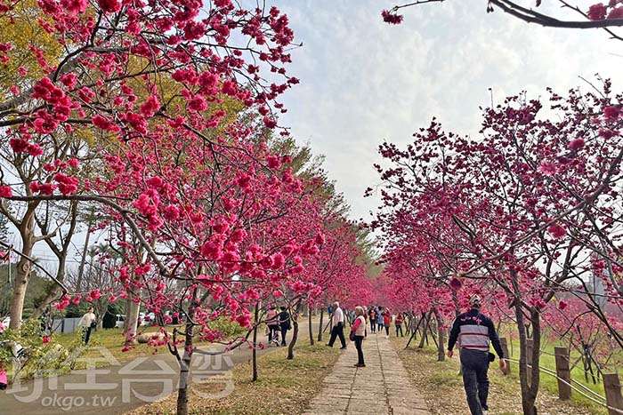 【后里賞櫻去】春天就是被滿滿的櫻花包圍！中科崴立櫻花公園與泰安派出所櫻花必賞不可！