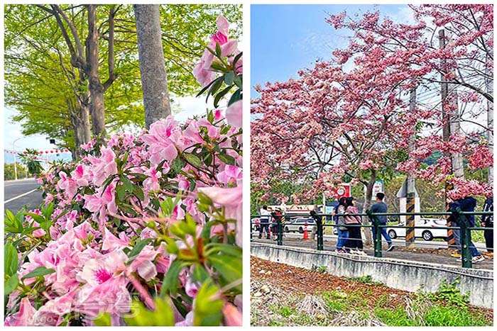 【小鎮驚喜】春天來了，花都開好了!!彰化最夢幻的午後賞花小旅行！