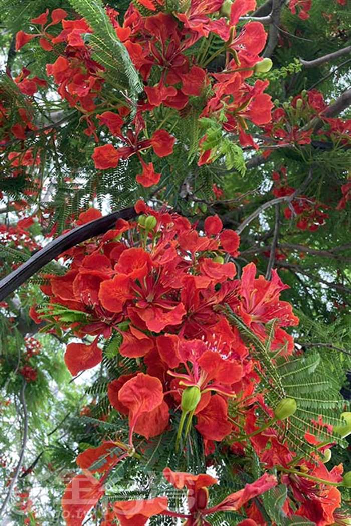 「火紅送別季」——走進彰化溪州鳳凰花隧道的夢幻時光