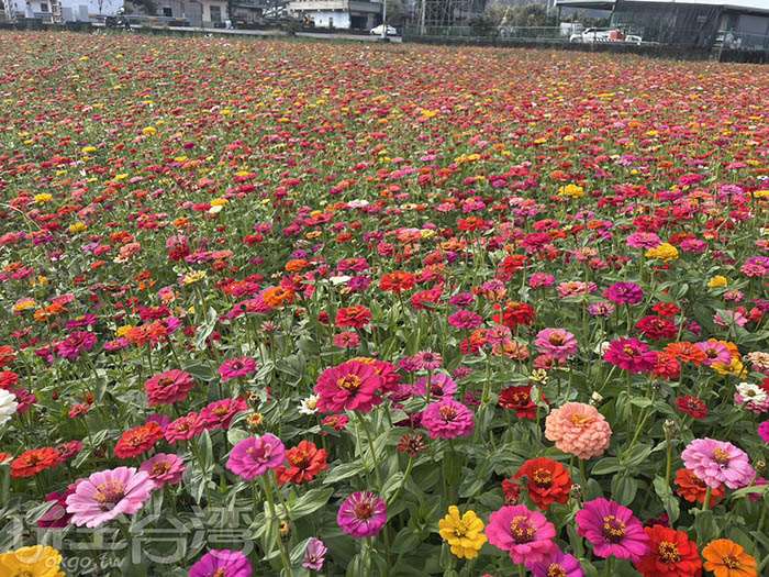 芬園花海秘境推薦｜百日菊花海×落羽松，彰化冬天必訪夢幻景點