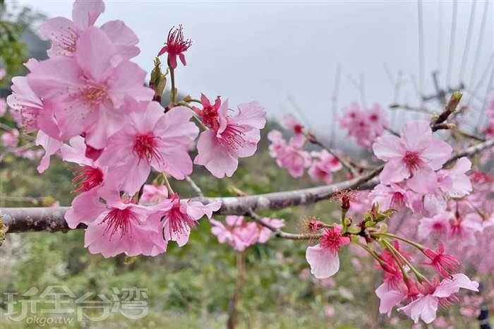 粉色過年行程＋1｜山城被櫻花包圍了！雲林草嶺石壁櫻花季登場