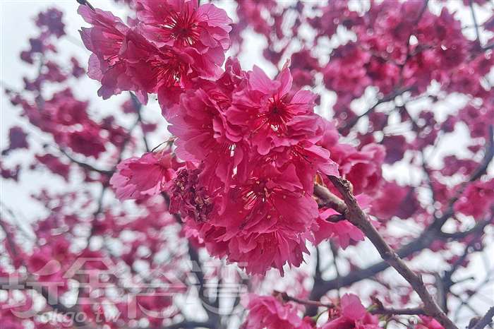 台中春日粉紅仙境｜中科崴立櫻花公園浪漫賞櫻攻略