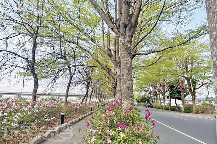 【彰化】2026社頭杜鵑花季｜走進春天的彩色花路！