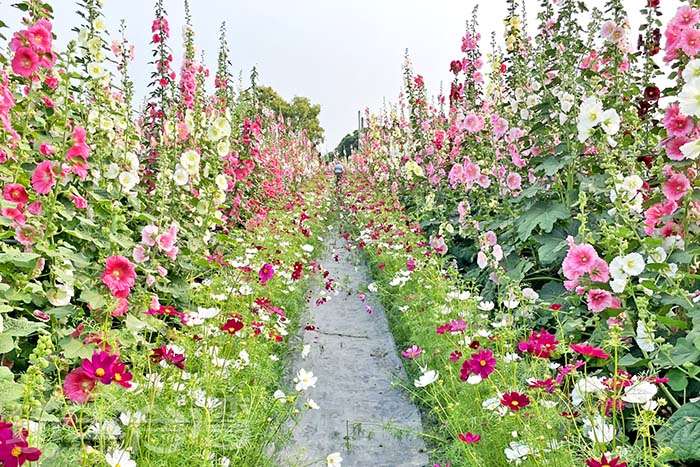 2026員林蜀葵花季｜員林花中巨人登場，一起走進夢幻花園冒險