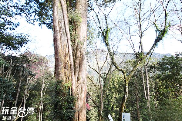 在阿里山森林遊樂區內共有二期巨木群棧道