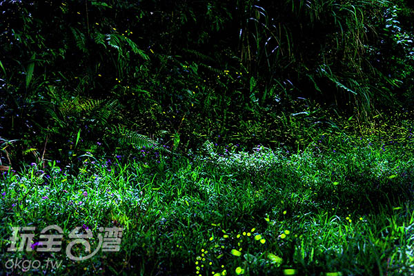 一边赏萤一边旅行!寻幽生活好惬意-台北旅游新闻-台北民宿