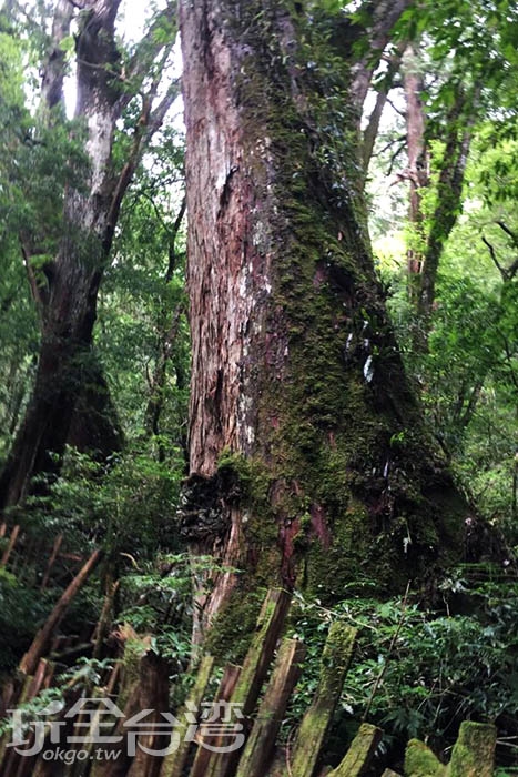 前进司马库斯「神木群步道」和巨木们来场美丽相遇
