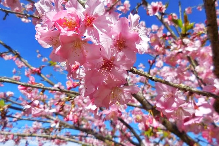 泡湯賞花露營趣寶來花賞溫泉公園陣雨樹盛開了 高雄旅遊網