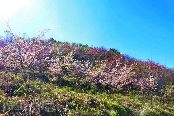 現在正是出遊賞櫻的好時節 寶山二集團櫻花公園等你來 高雄新聞玩全台灣旅遊網