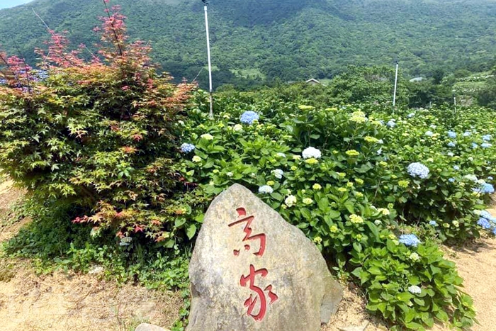 浪漫的彩色繡球就在這裡 一路盛開到七月啦 台北新聞玩全台灣旅遊網