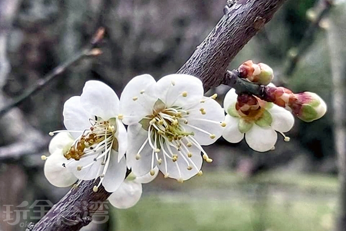 冬季賞梅 桃園與台北要去哪賞梅呢 快跟著我們一次收服吧 台北新聞玩全台灣旅遊網