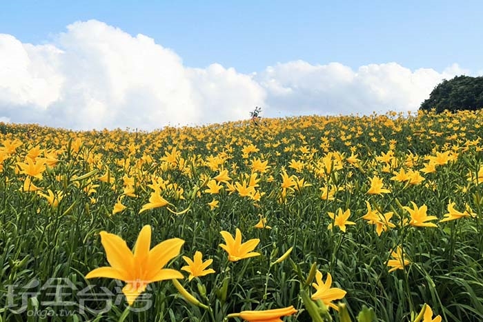 【平地金針花】金黃色花海佈滿整個小山丘!!現在開始到六月!你一定不能錯過!