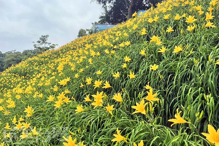 【平地金針花】金黃色花海佈滿整個小山丘!!現在開始到六月!你一定不能錯過!