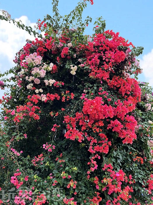 【亮眼打卡景點】田中九重葛花牆盛開中！高達兩公尺的花牆等你來賞花！
