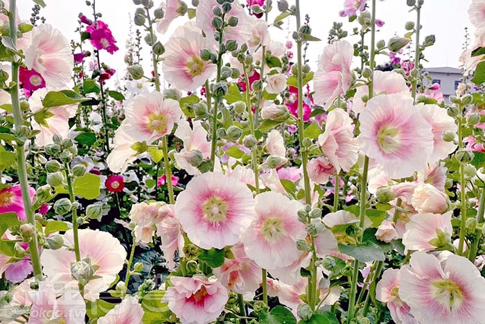 2026員林蜀葵花季｜員林花中巨人登場，一起走進夢幻花園冒險 彰化旅遊新聞 玩全台灣旅遊網