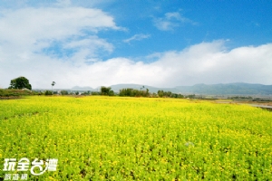 花東油菜花季‧點點花海搖曳生姿