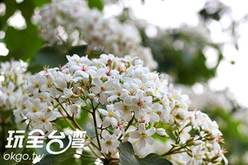 五月雪揮灑的白色奇蹟《北台灣篇》