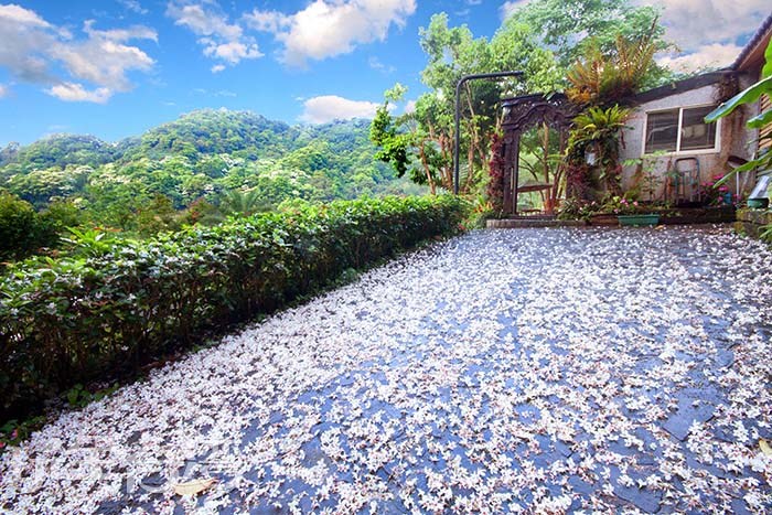 情竇初開油桐花‧在桐花雨下相遇，我們將永不分離。